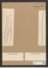 Diatomeae indet. Zeichnungen Sammlung Grunow Nr. 4525 (NHMW-BOT-W0372497)